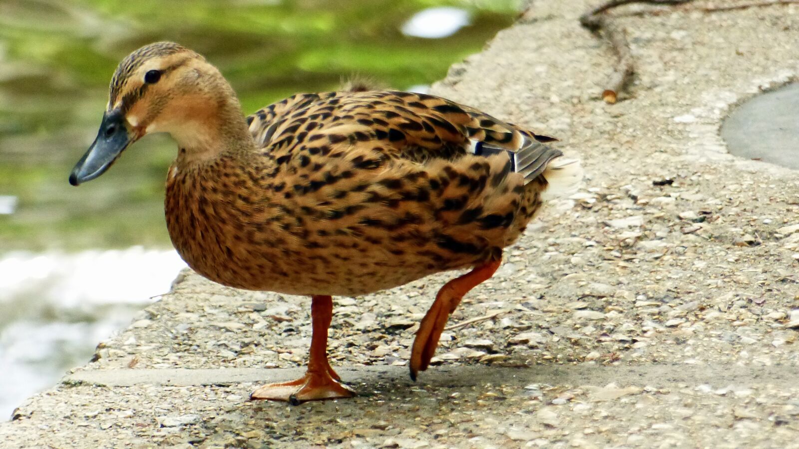 Panasonic Lumix DMC-FZ200 sample photo. Duck, feathers, plumage photography