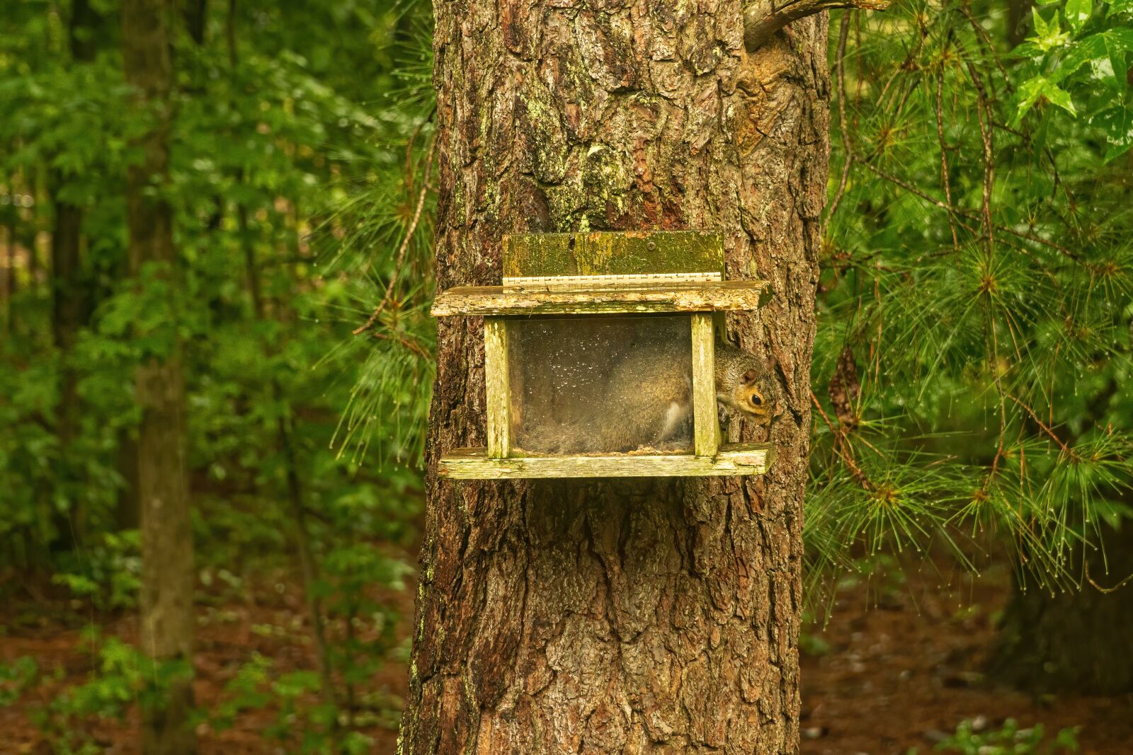 Sony E PZ 18-105mm F4 G OSS sample photo. Squirrel, stir crazy, homebound photography