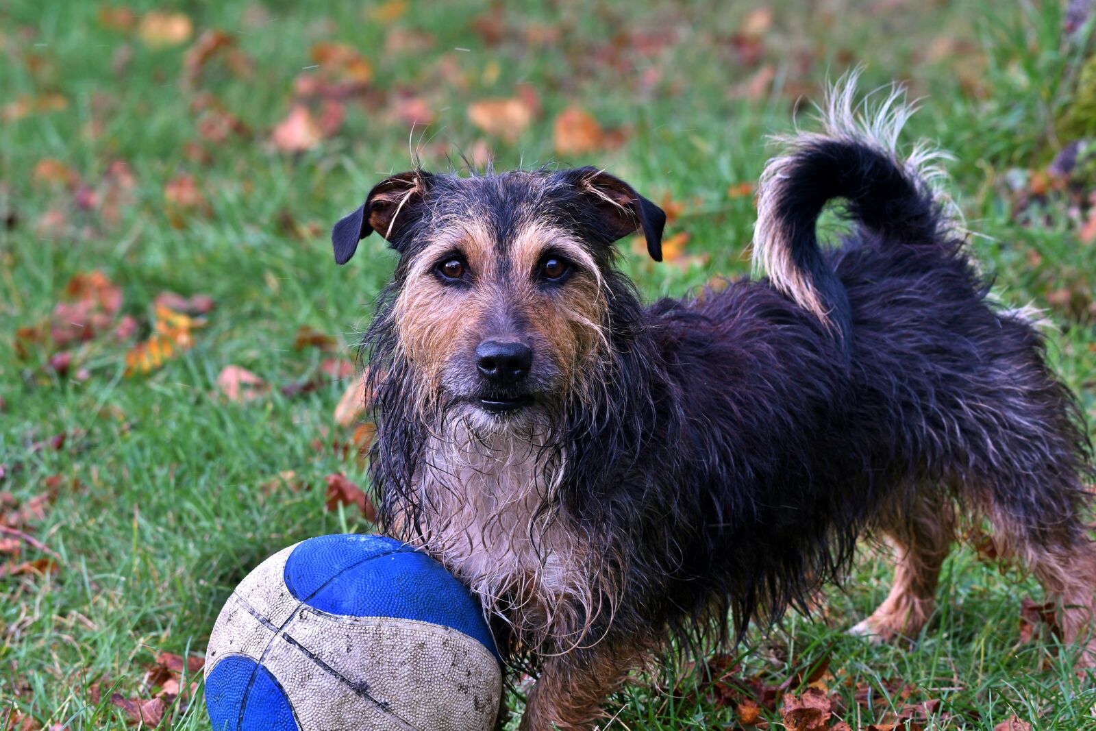 Nikon D500 sample photo. Dog, pet, play photography