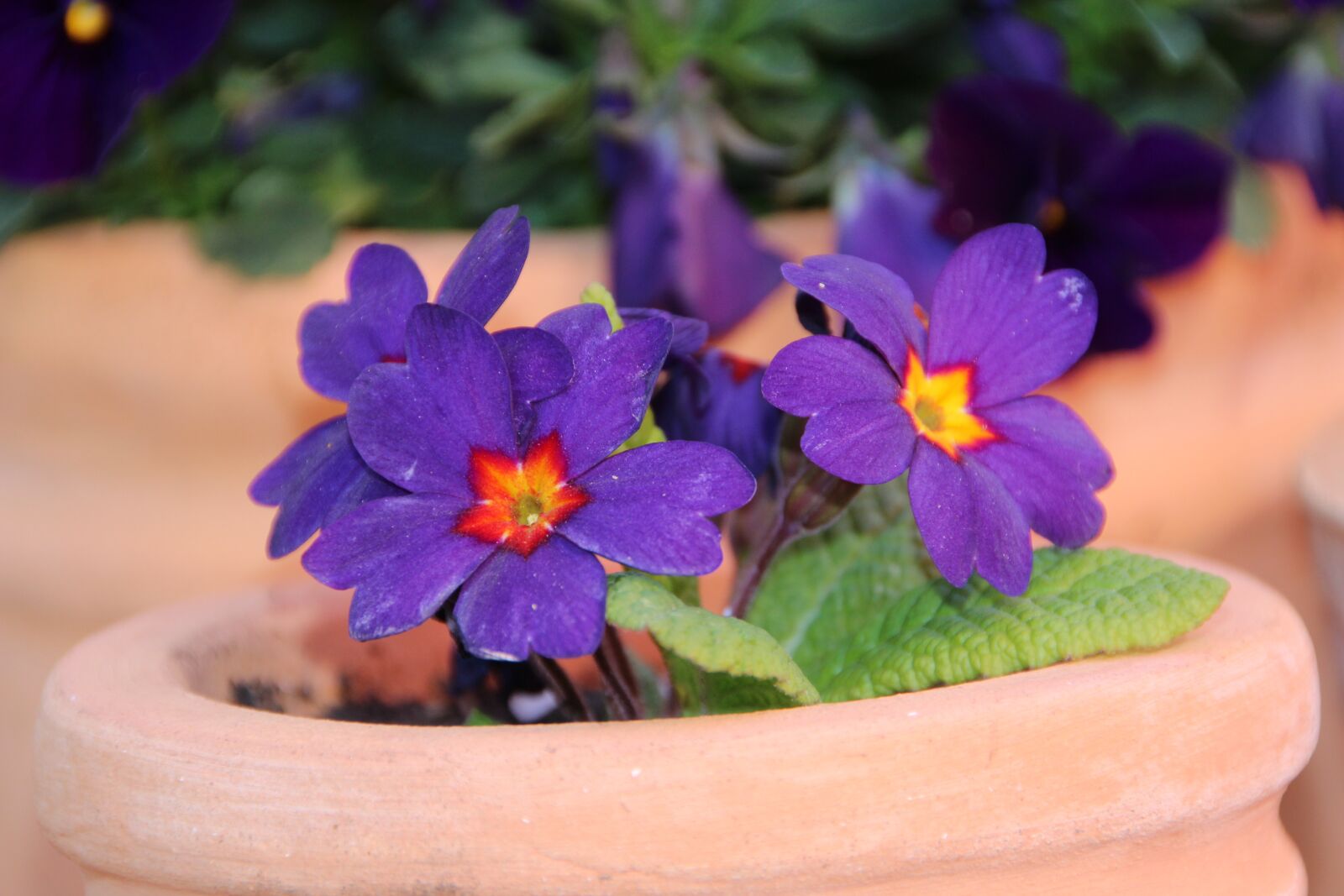 Canon EOS 600D (Rebel EOS T3i / EOS Kiss X5) sample photo. Violet, flowers, spring photography