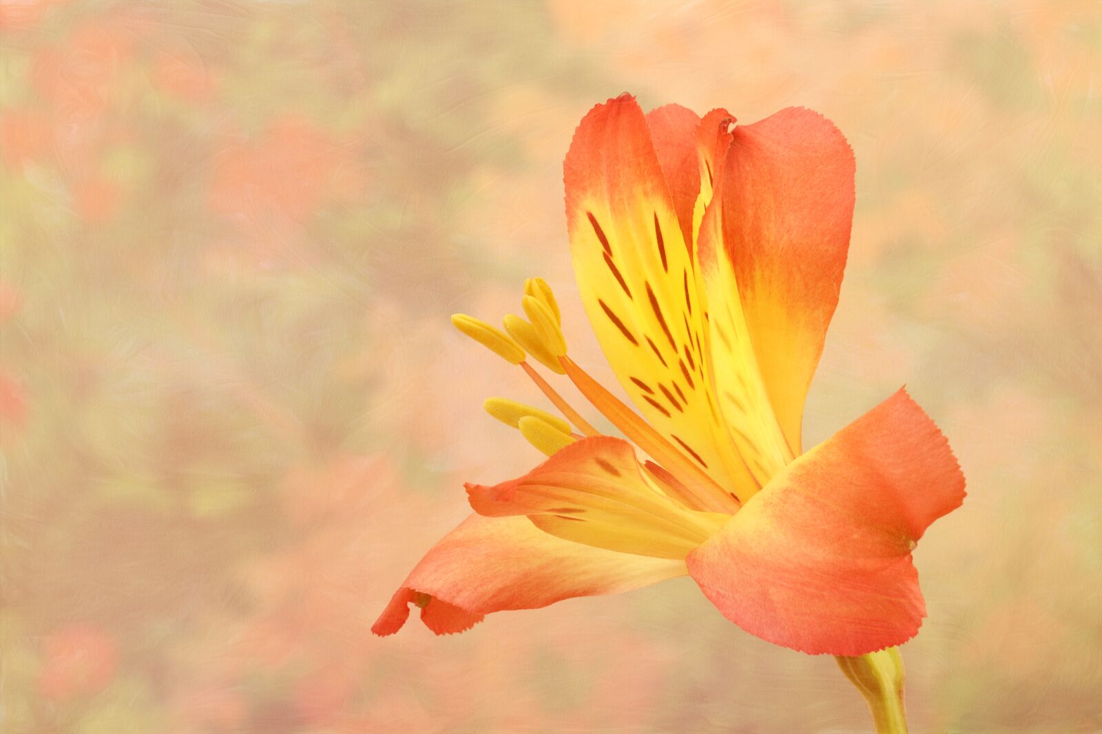 Canon EF 100mm F2.8L Macro IS USM sample photo. Flower, lily, nature photography