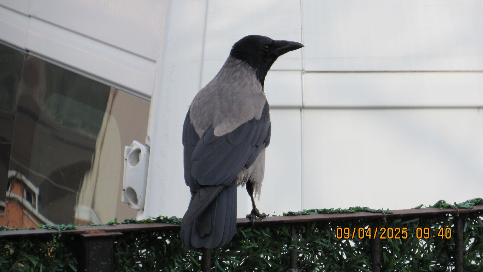 Canon PowerShot SX520 HS sample photo