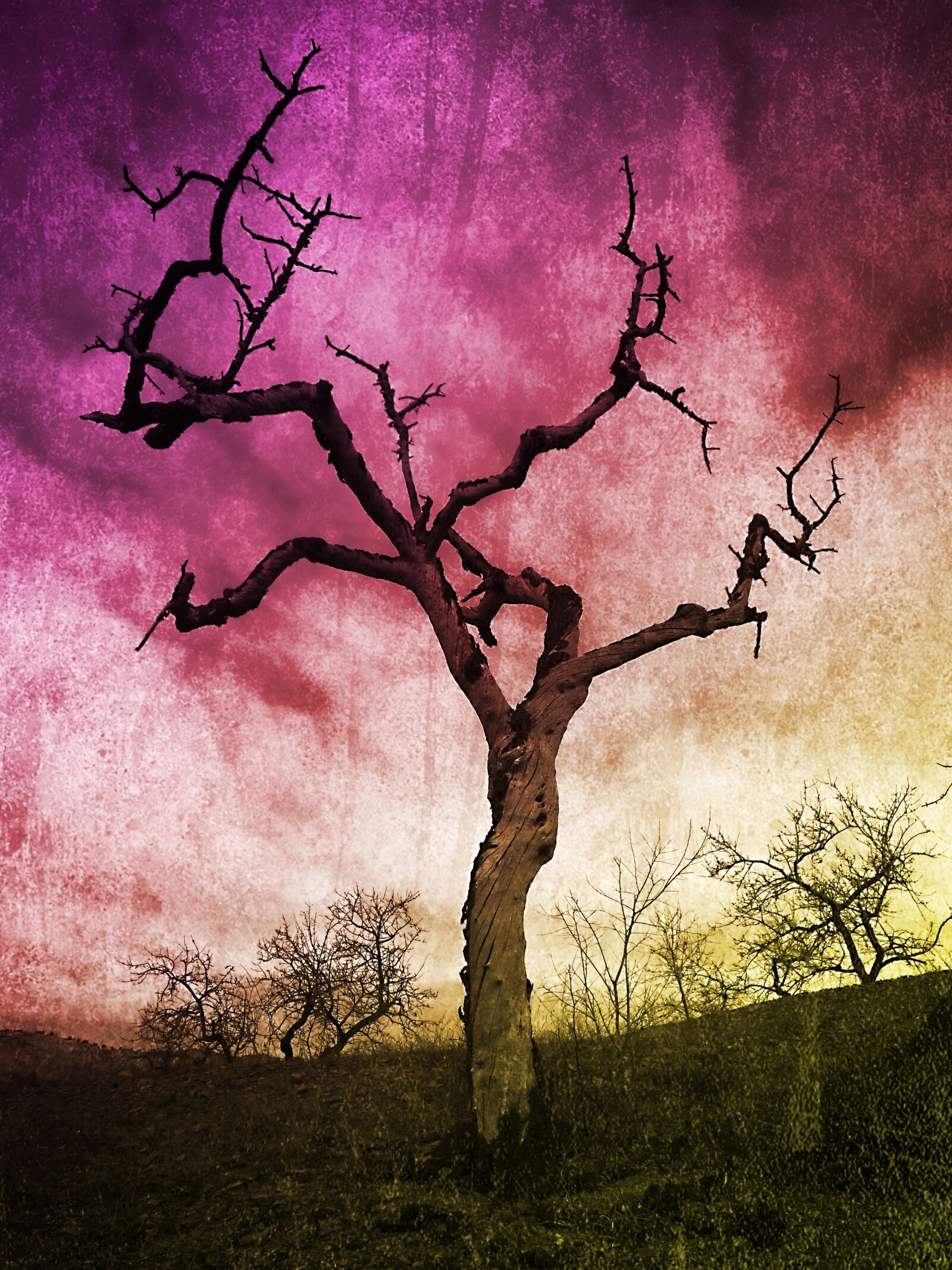Panasonic Lumix DMC-FZ70 sample photo. Dead tree, almond tree photography