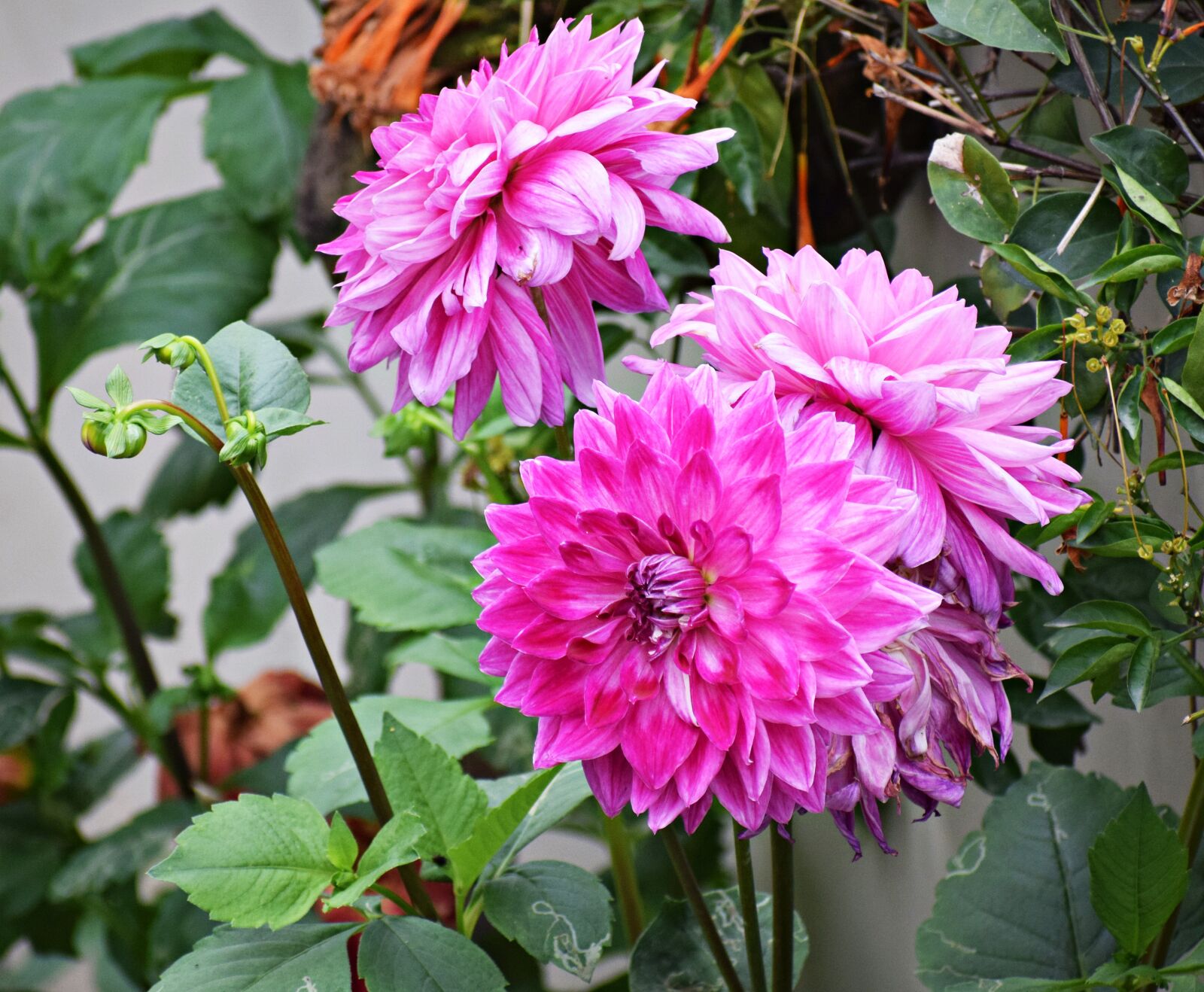 Nikon D3300 sample photo. Flowers, bloom, blossom photography
