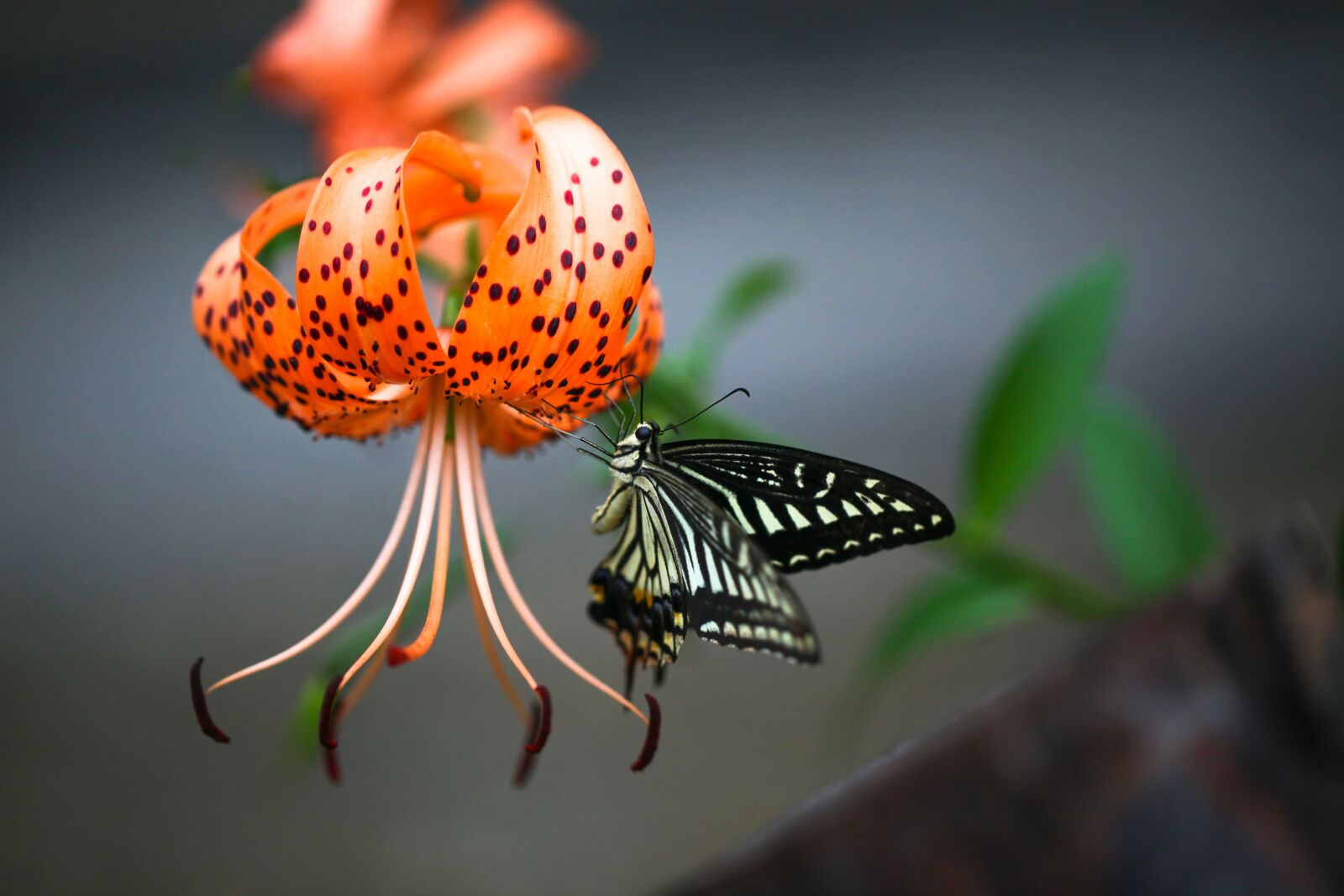 Canon EOS 5D Mark II sample photo. Lilium lancifolium, butterfly, swallowtail photography