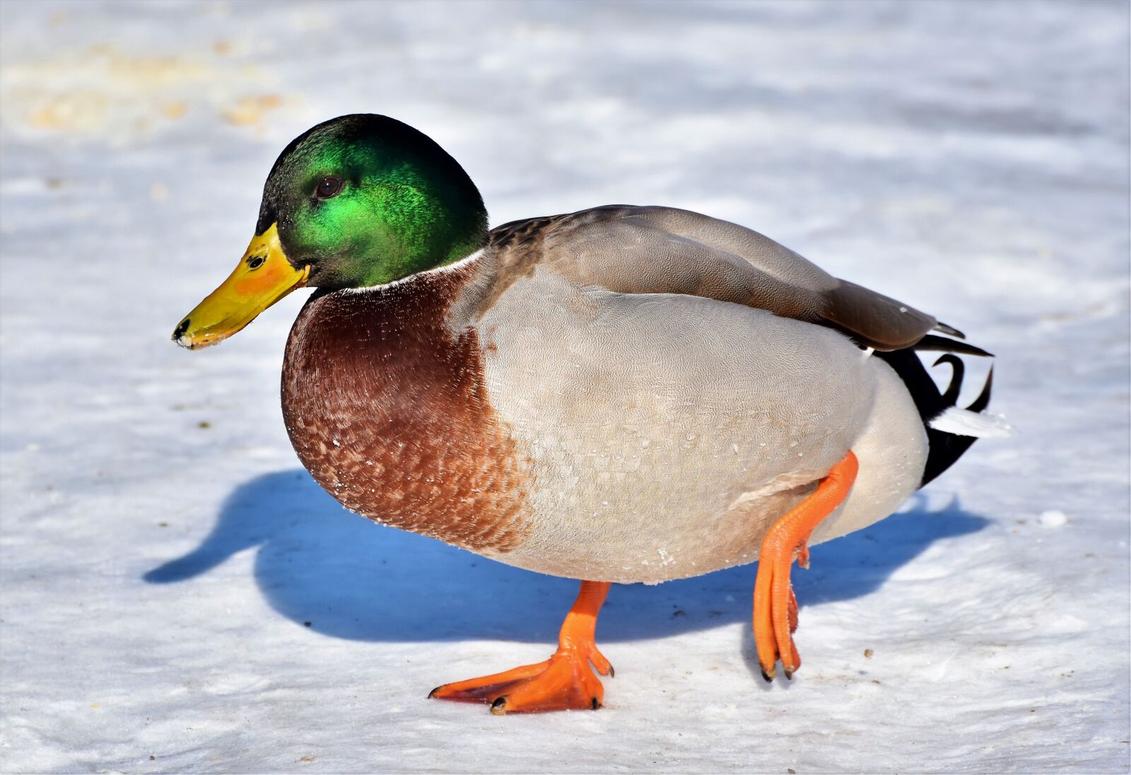 Nikon D7200 sample photo. Duck, drake, water bird photography