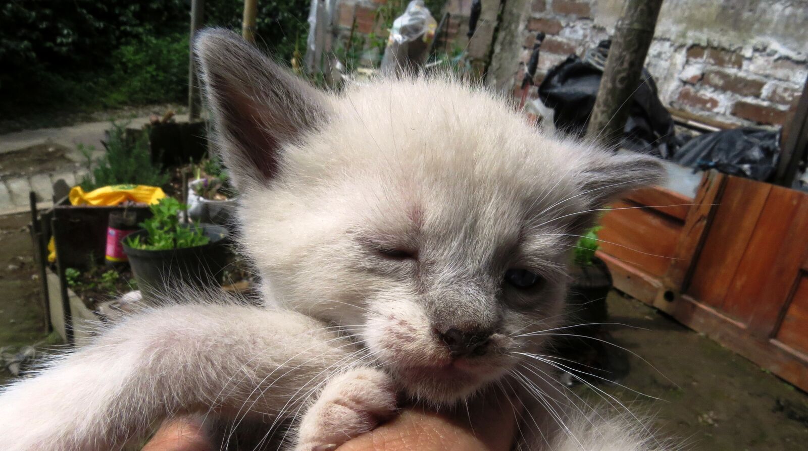 Canon PowerShot SX50 HS sample photo. Animalia, nice, cat photography