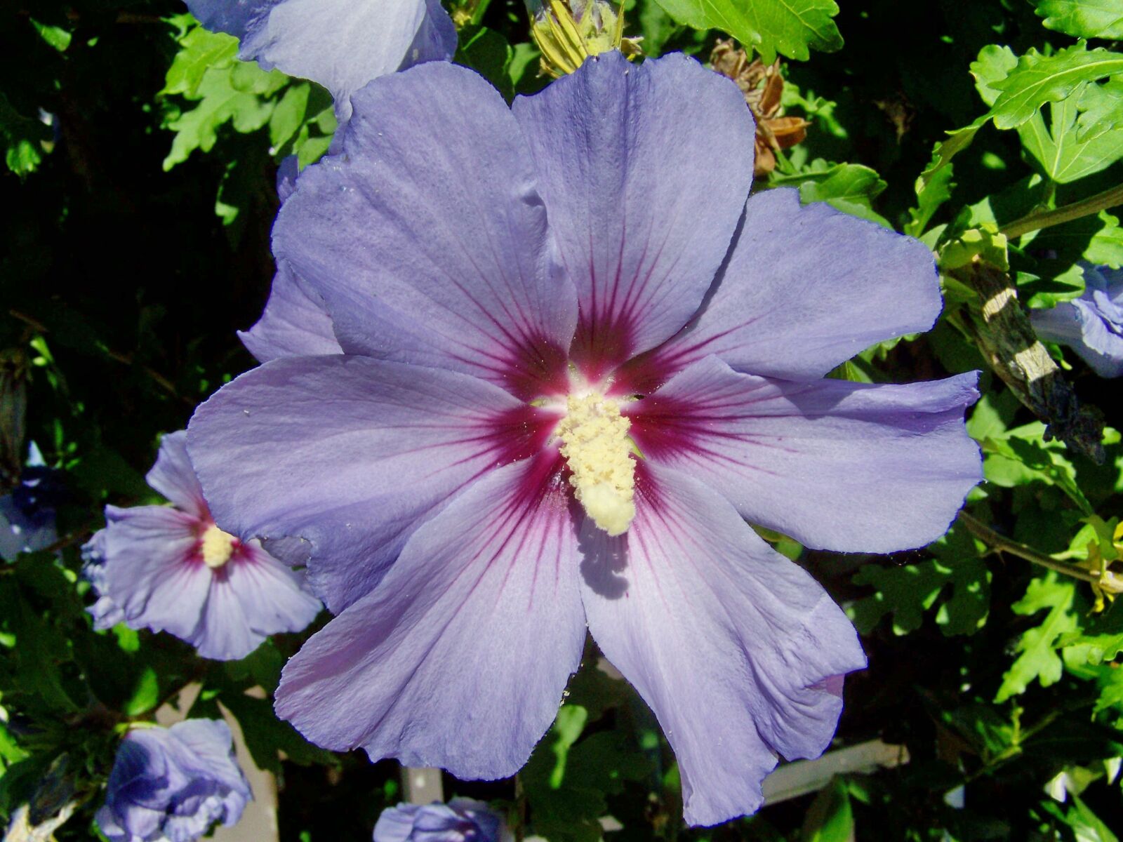 Kodak EASYSHARE ZD710 ZOOM DIGITAL CAMERA sample photo. Hollyhock, summer flower, garden photography