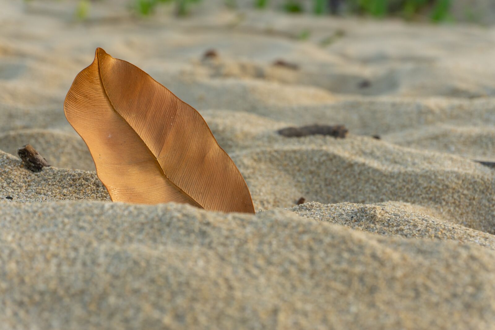 Sony a6000 sample photo. Leaf, sand, beach photography