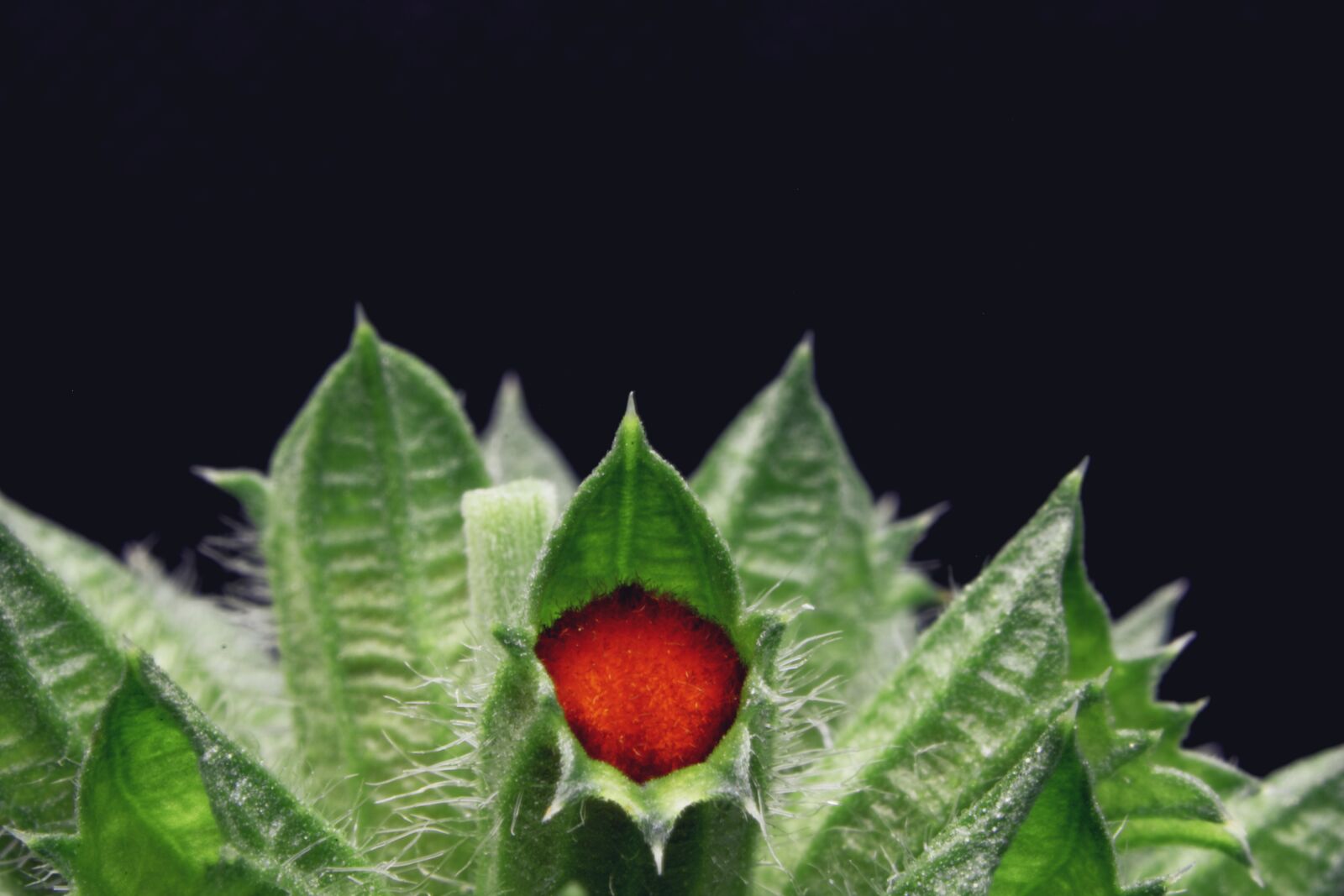 Canon EOS 750D (EOS Rebel T6i / EOS Kiss X8i) sample photo. Flower, petal, stem photography