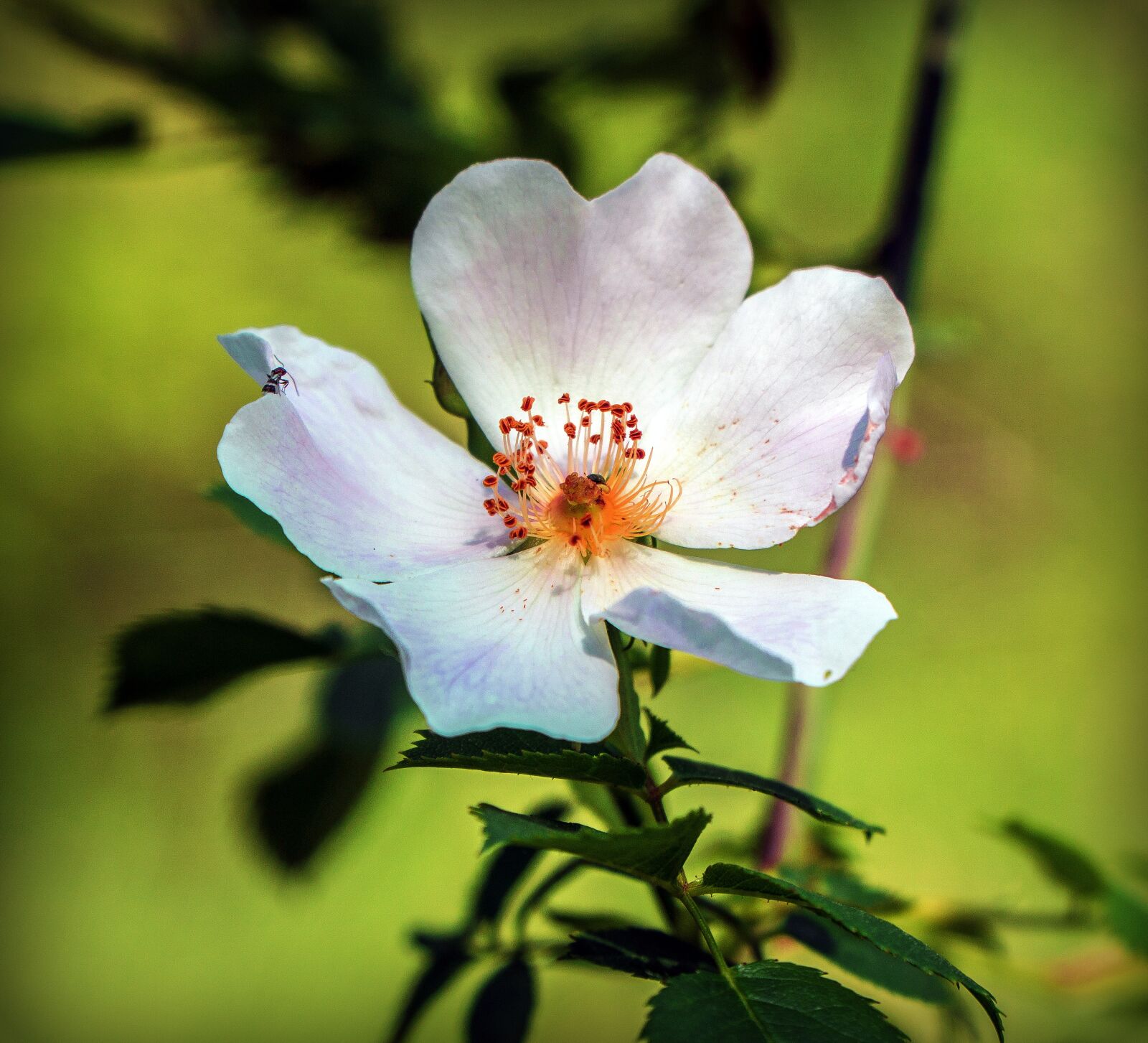 Sony a6000 + Sony E PZ 18-105mm F4 G OSS sample photo. Flower, white, petals photography