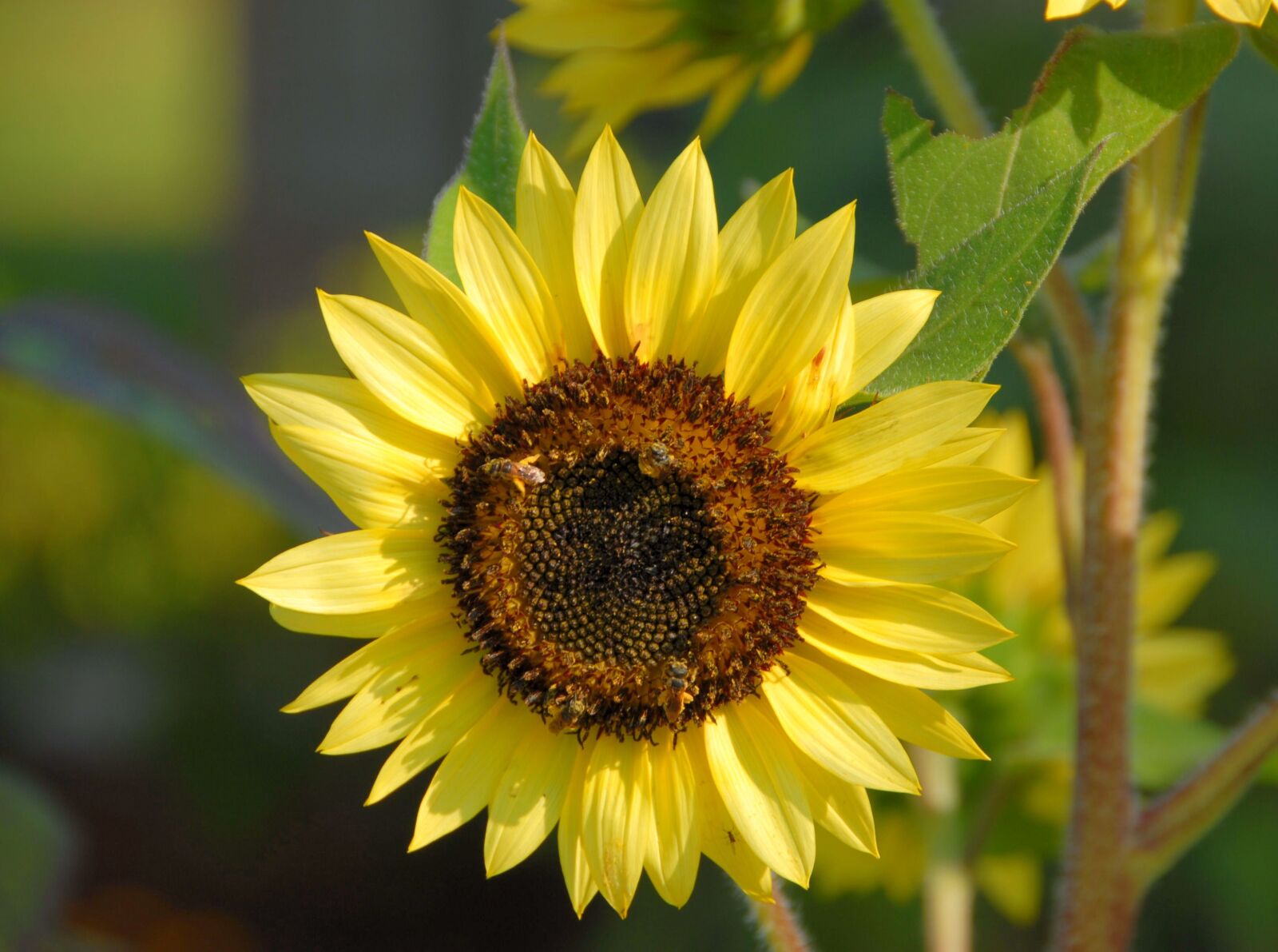 Nikon D200 sample photo. Sun flower, floral, nature photography