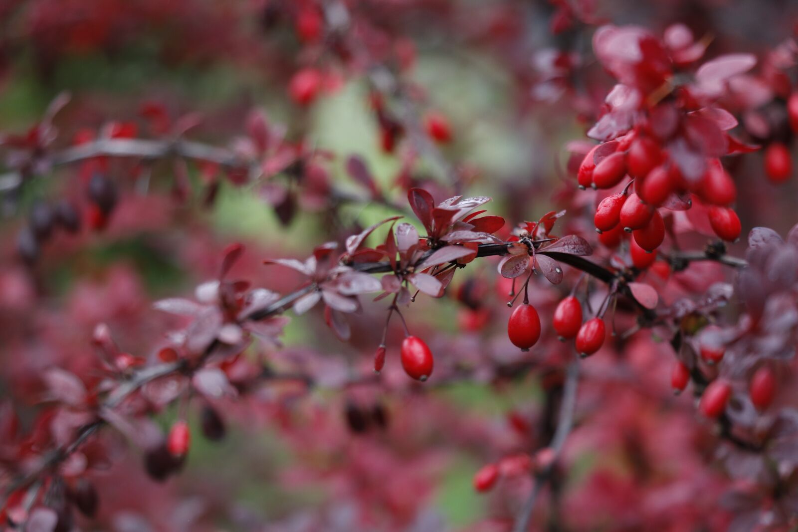 Canon EF-S 18-135mm F3.5-5.6 IS USM sample photo. Red, barberry, berry photography