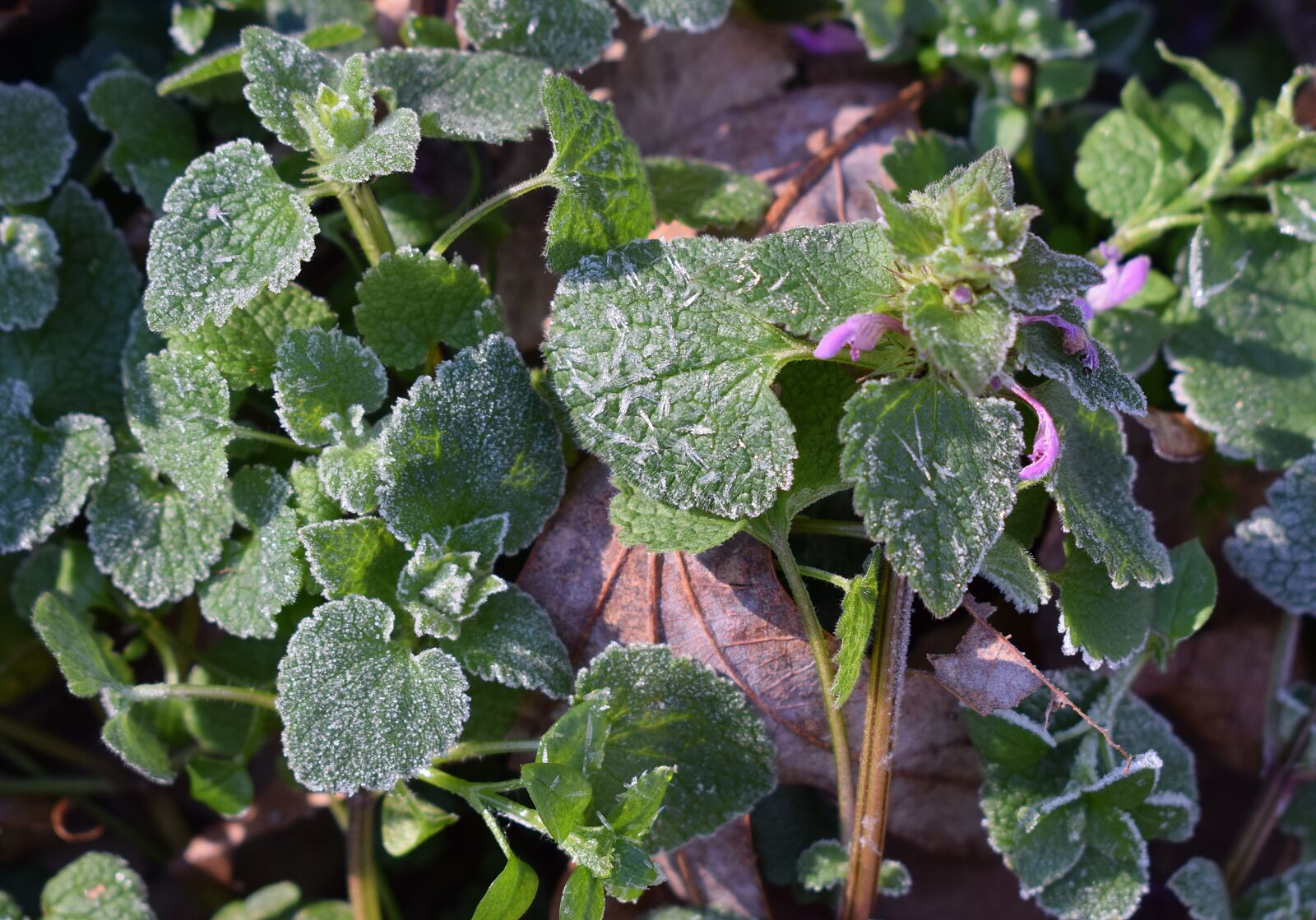 Nikon D3300 sample photo. Frost on leaves, spring photography