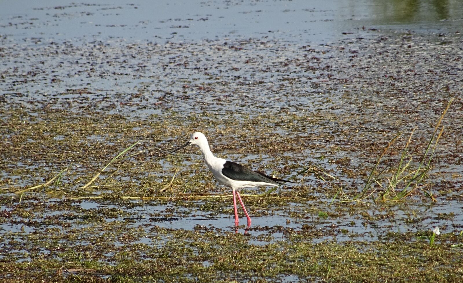Sony DSC-HX60V sample photo. Bird, black-winged stilt, common photography