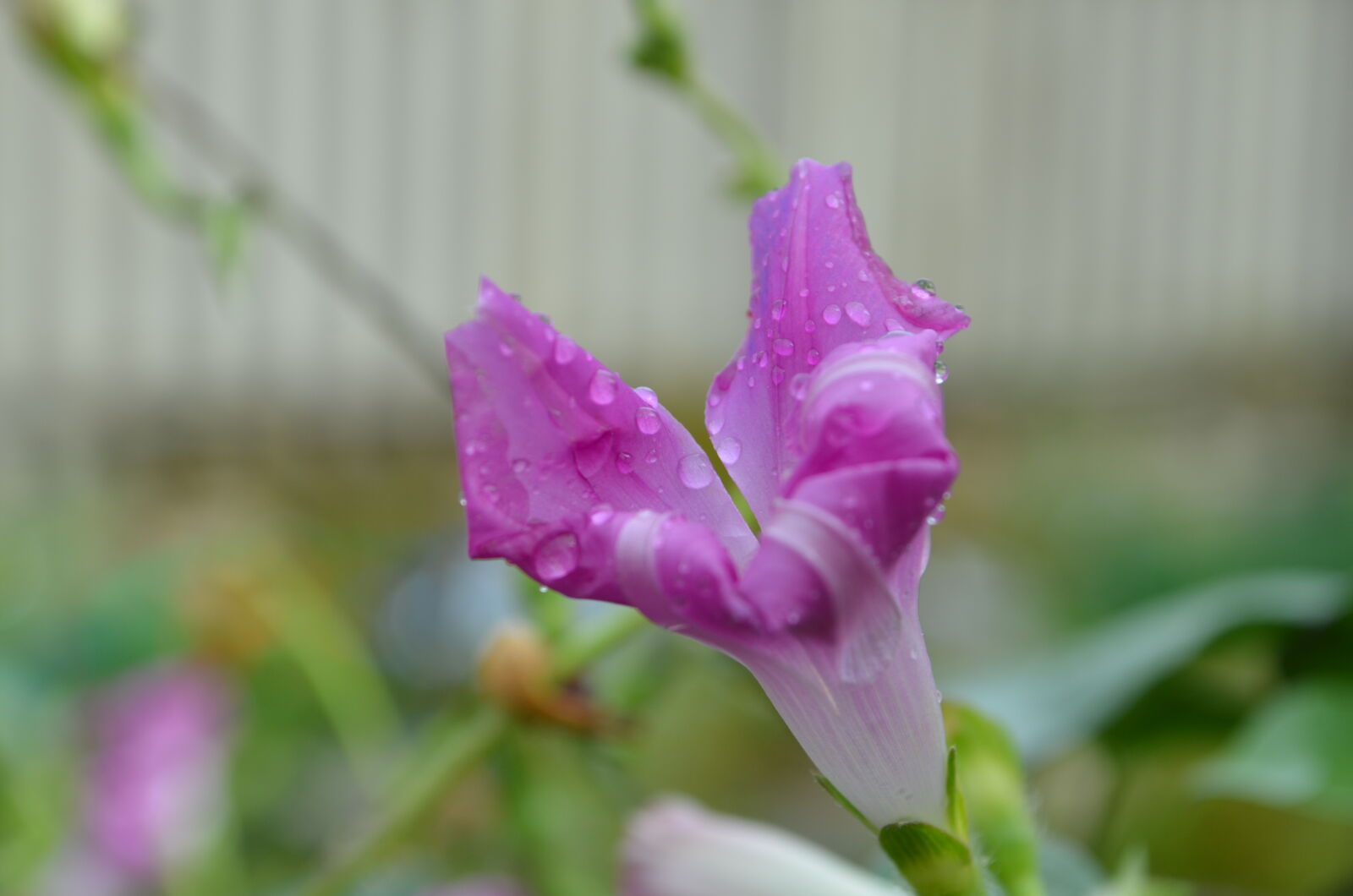 Nikon D5100 sample photo. Beautiful, flowers photography