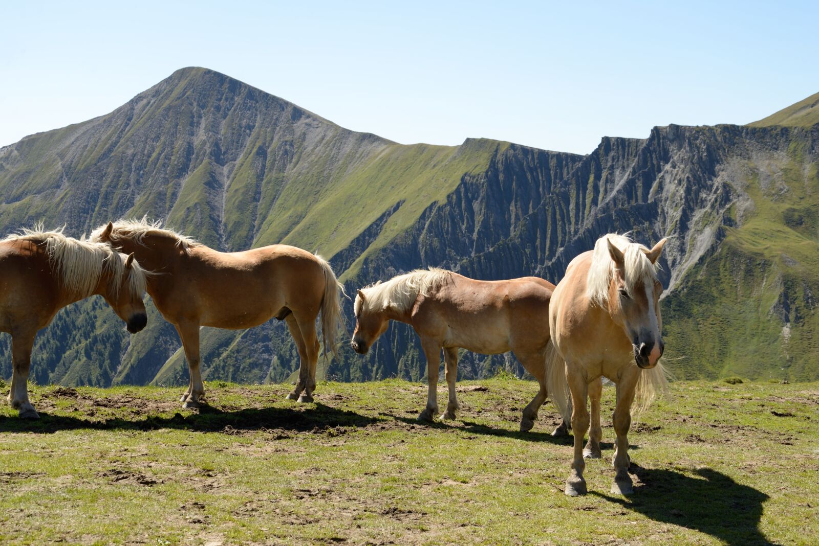 Nikon D610 sample photo. Horse, haflinger, mountain photography