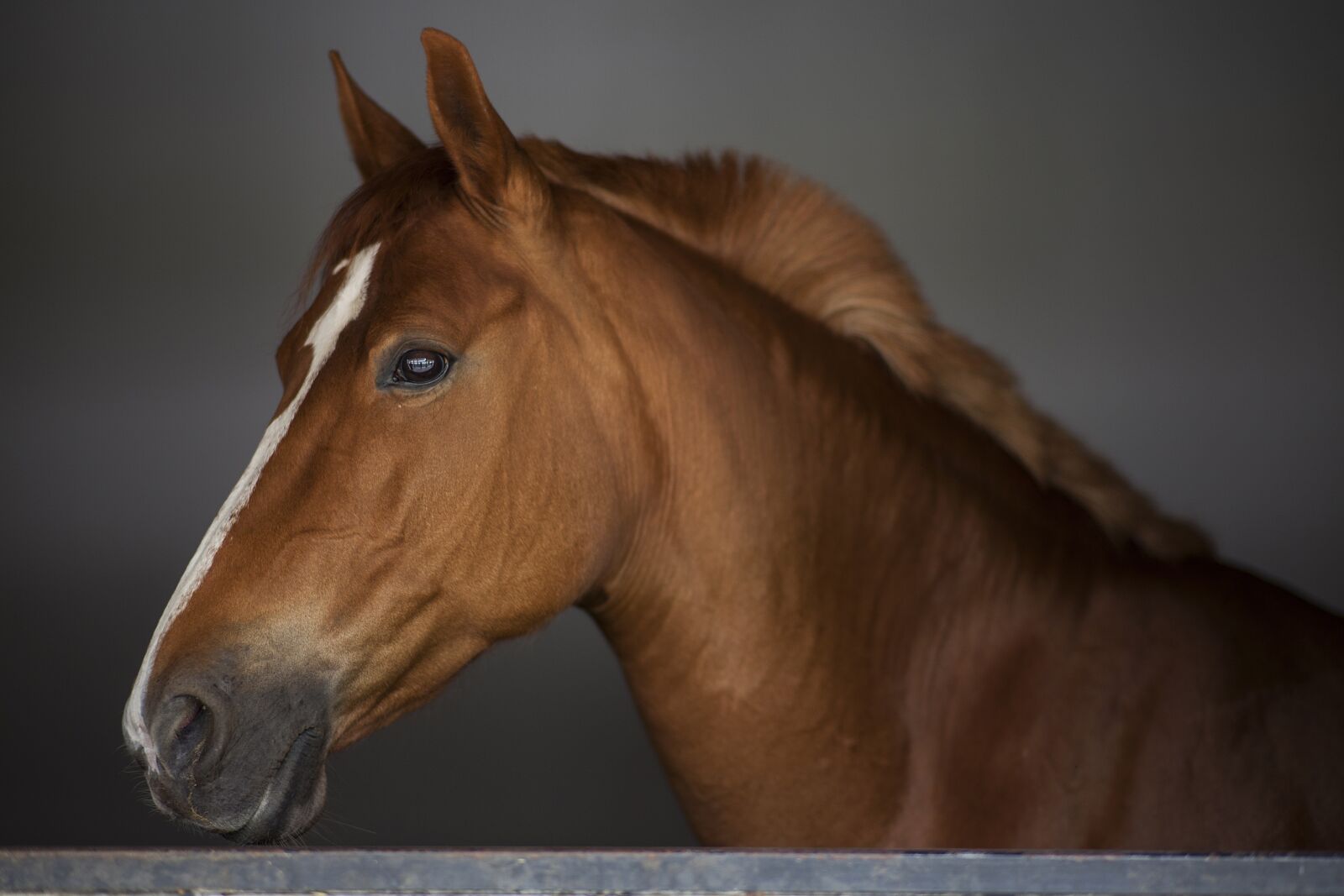 ZEISS Planar T* 85mm F1.4 sample photo. Horse, stallion, portrait photography