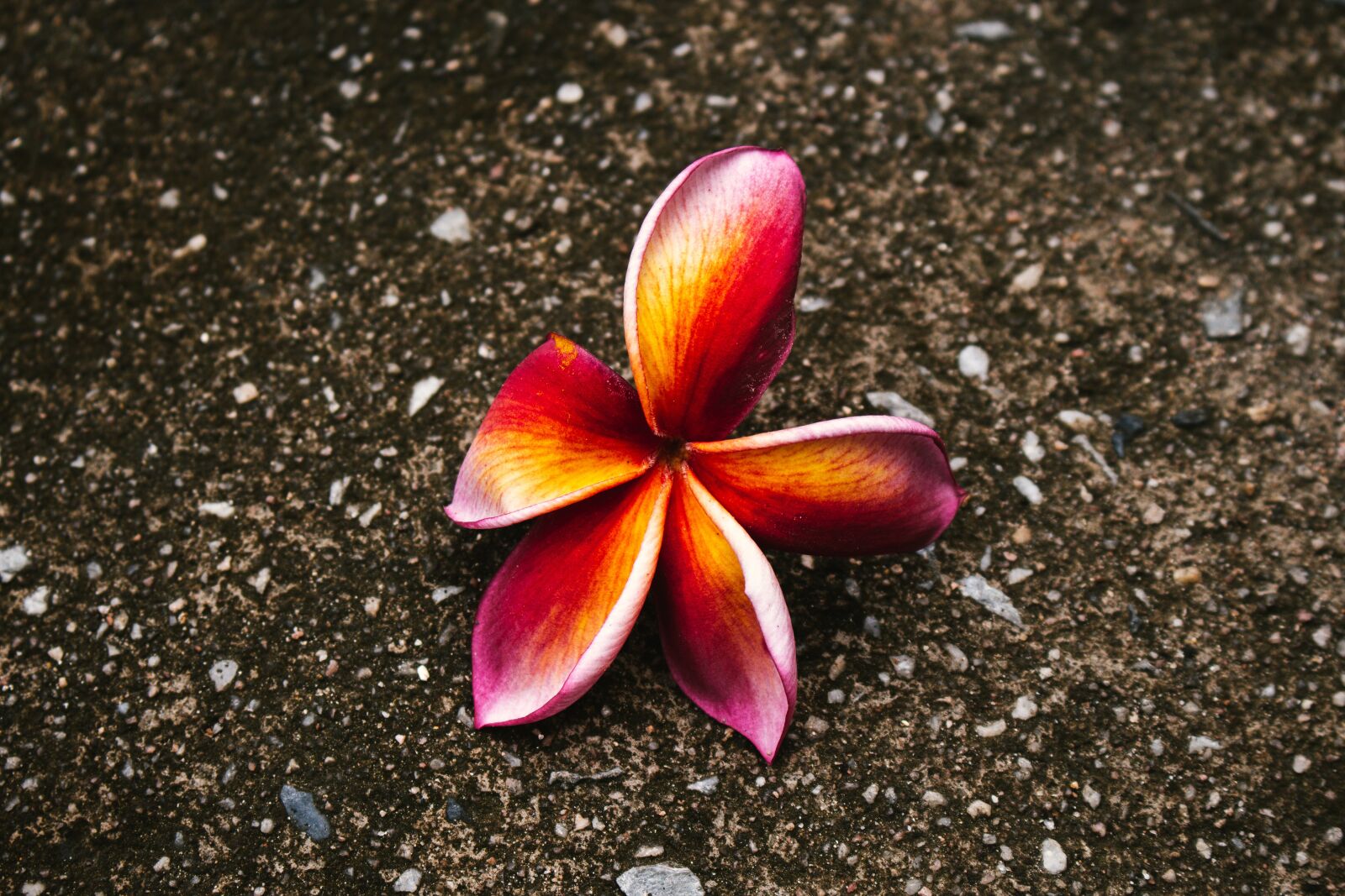 Canon EOS 700D (EOS Rebel T5i / EOS Kiss X7i) sample photo. Plumeria, flower, thailand photography