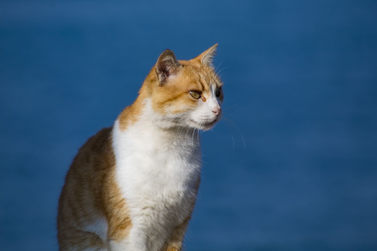 Canon EOS 4000D (EOS Rebel T100 / EOS 3000D) sample photo. Cat, blue, animal photography