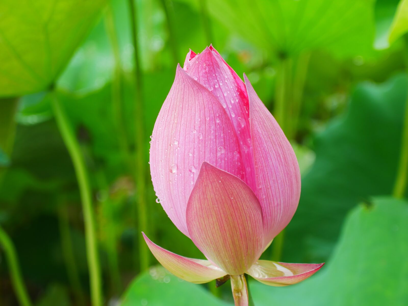 Panasonic Lumix DMC-GX85 (Lumix DMC-GX80 / Lumix DMC-GX7 Mark II) sample photo. Plant, lotus, rain photography