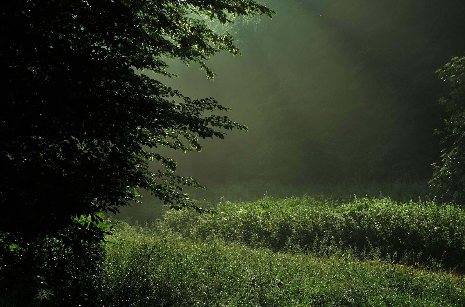 Canon PowerShot SX720 HS sample photo. Nature, light, forest photography