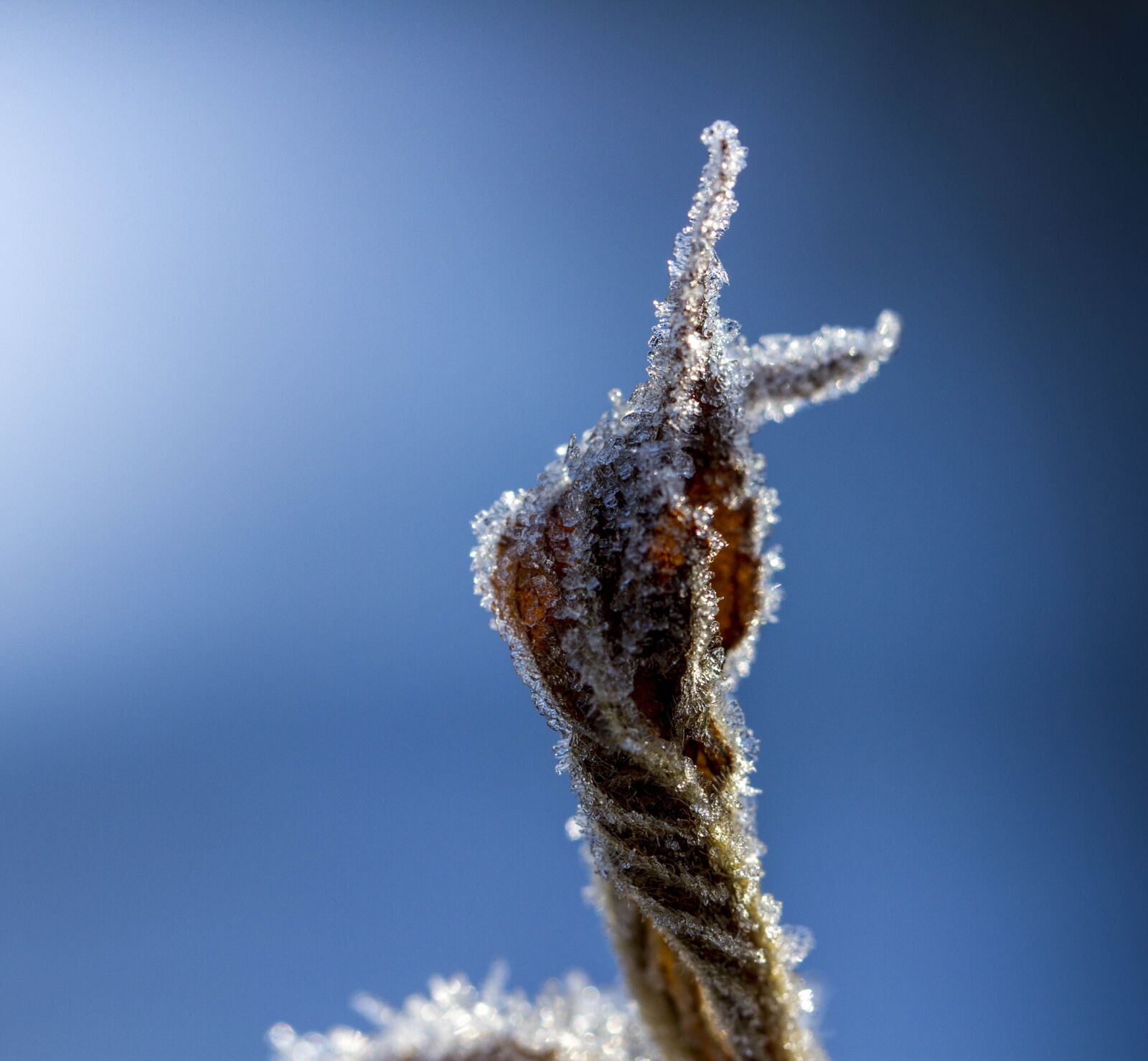 Canon EOS 7D sample photo. Finger, leaf, hoarfrost photography