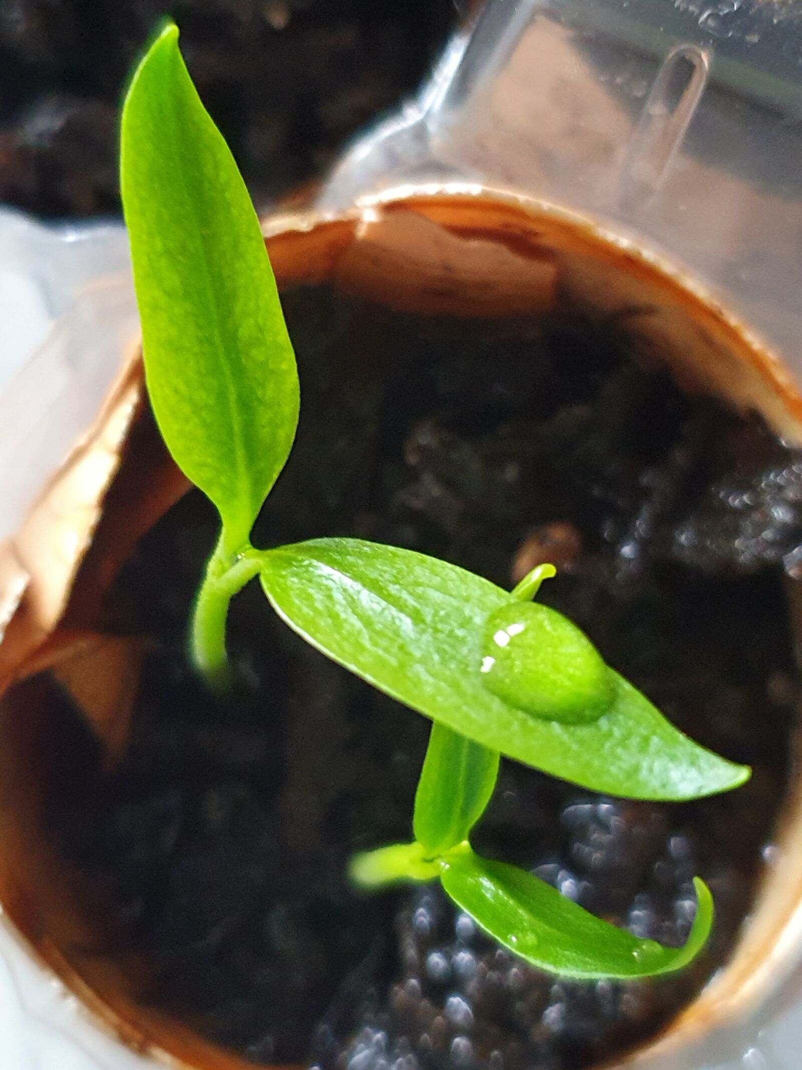 Samsung Galaxy S10 sample photo. Just add water, letke photography