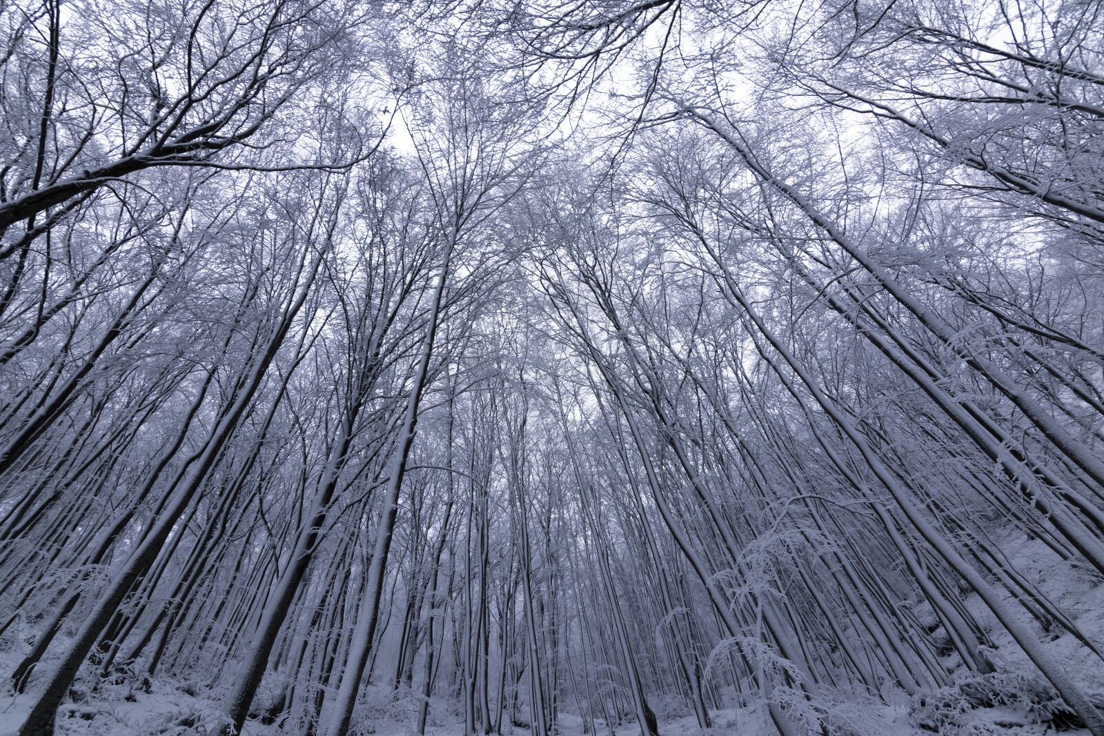 Nikon D5300 + Tokina AT-X Pro 11-16mm F2.8 DX II sample photo. Trees, winter, snow photography