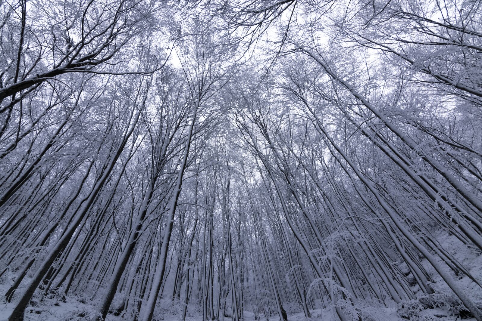 Tokina AT-X Pro 11-16mm F2.8 DX II sample photo. Trees, winter, snow photography