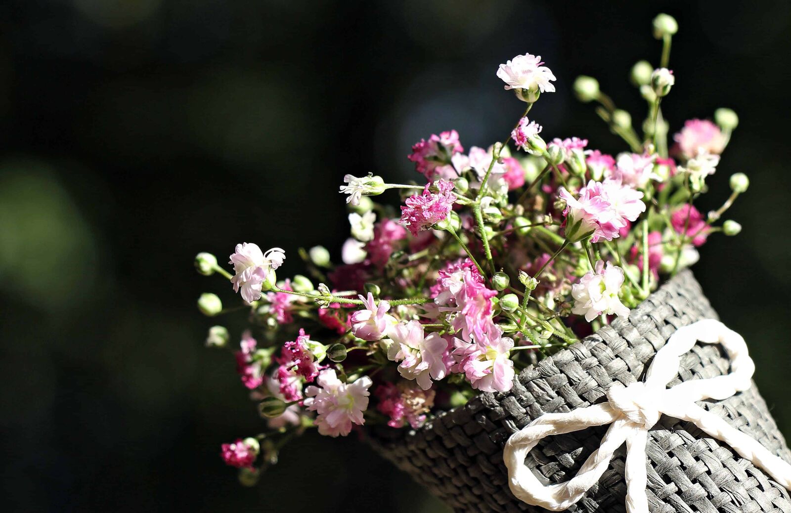 Canon EOS 550D (EOS Rebel T2i / EOS Kiss X4) sample photo. Still life, photo studio photography