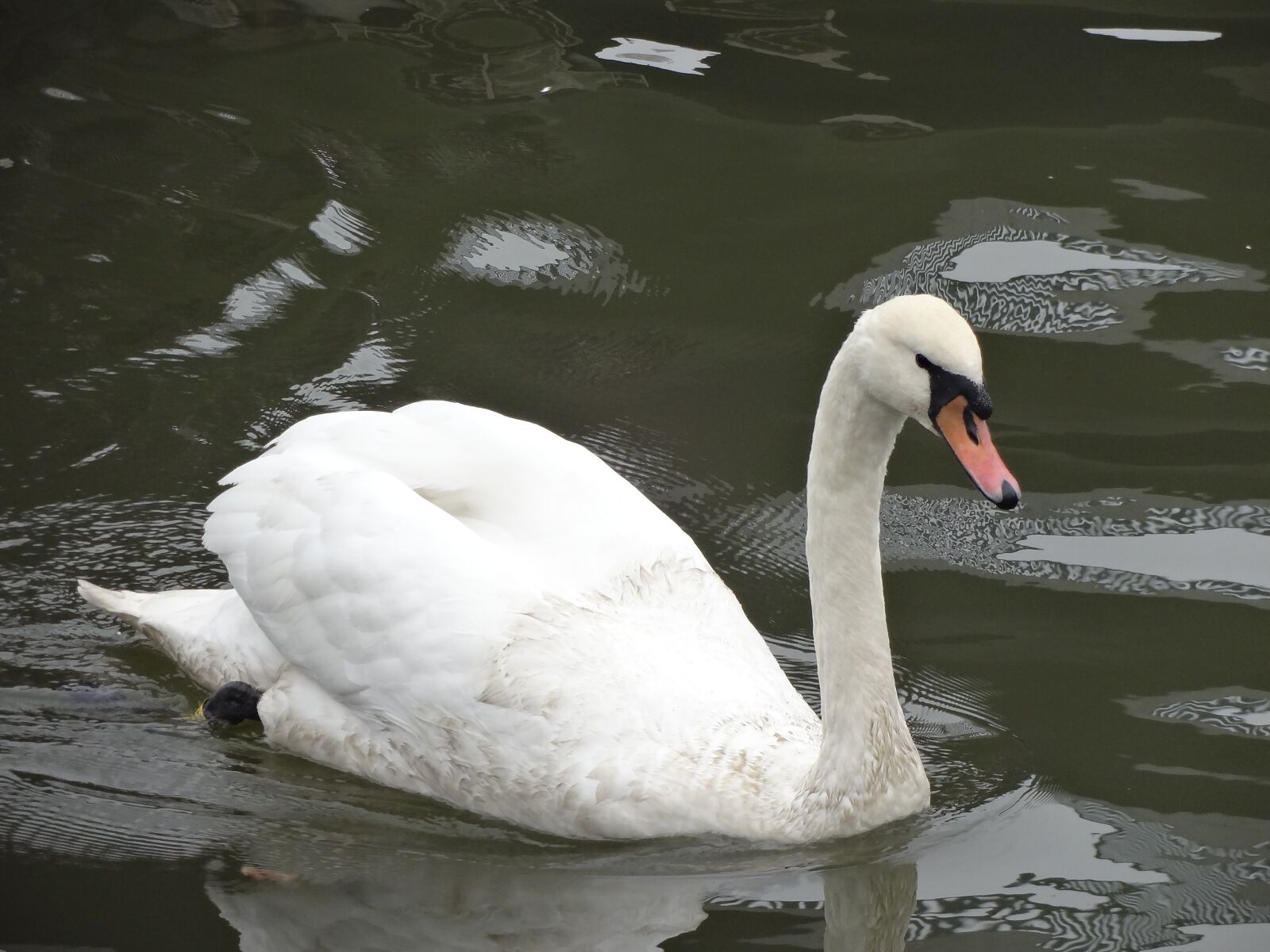 Sony DSC-WX100 sample photo. Swan, lake, nature photography