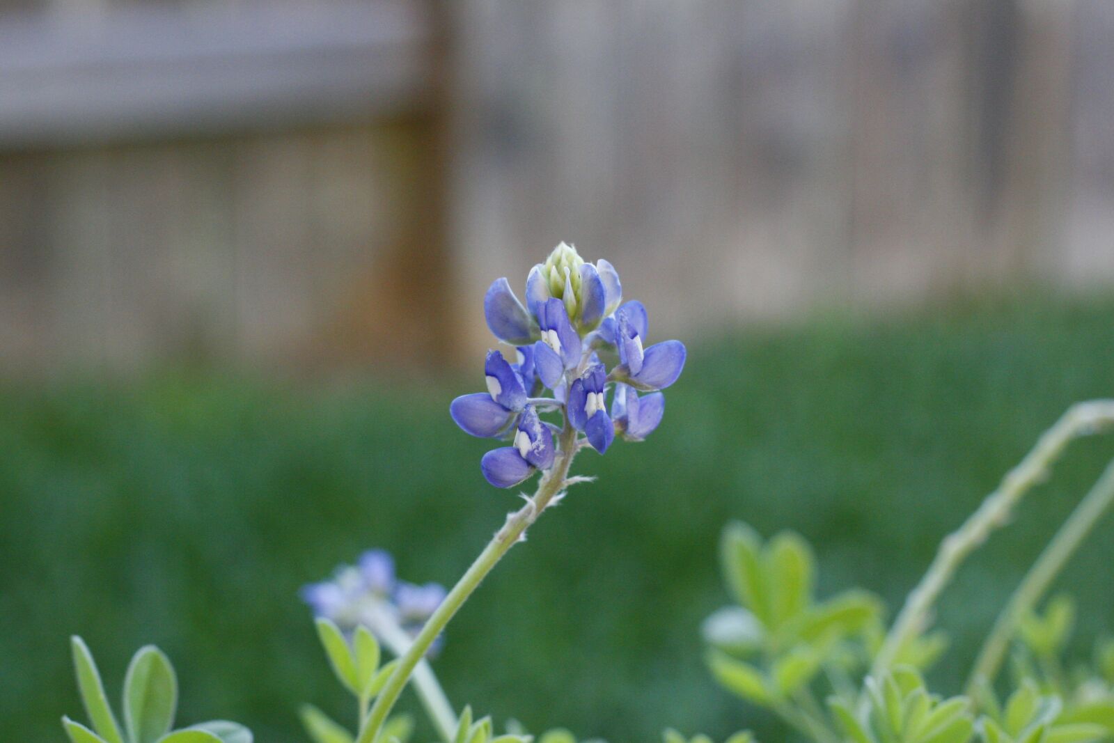 Canon EOS 30D sample photo. Bluebonnet, blooming, bluebonnets photography