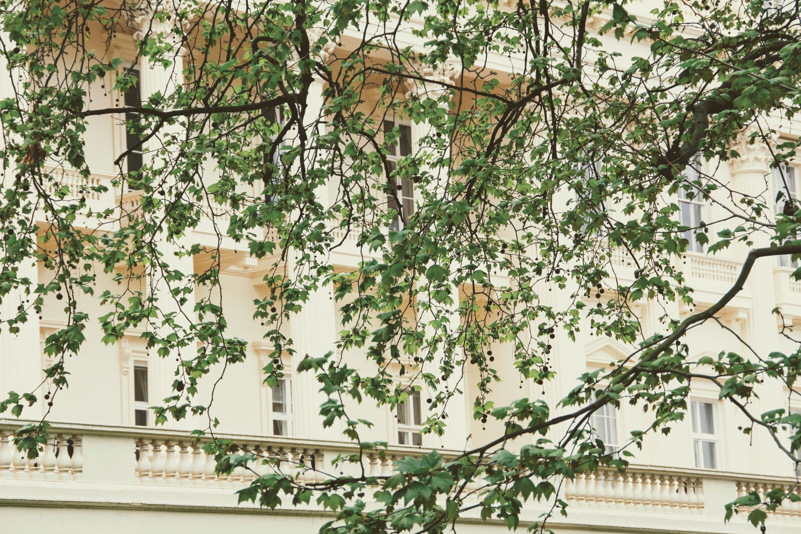 Canon EOS 60D sample photo. Facade, tree, image photography