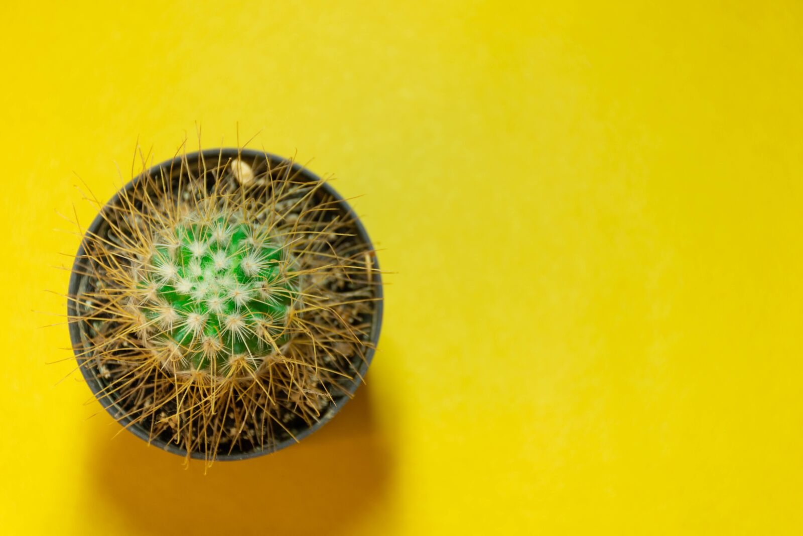 Nikon D7200 sample photo. Cactus, simplicity, succulent photography