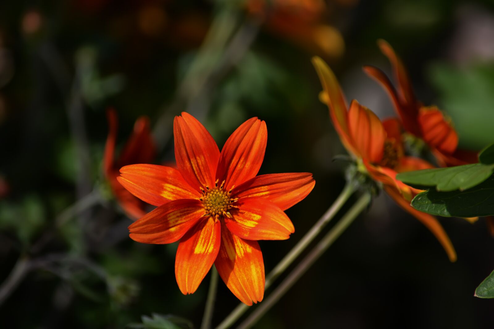 Nikon D5200 sample photo. Spring, flowers, orange photography