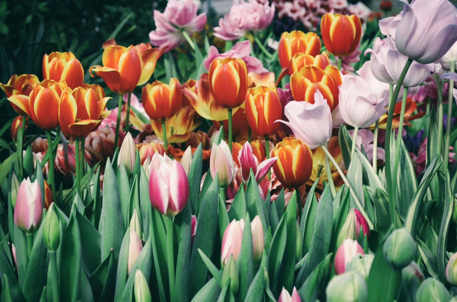 Nikon D5100 sample photo. Tulip, flower, garden photography