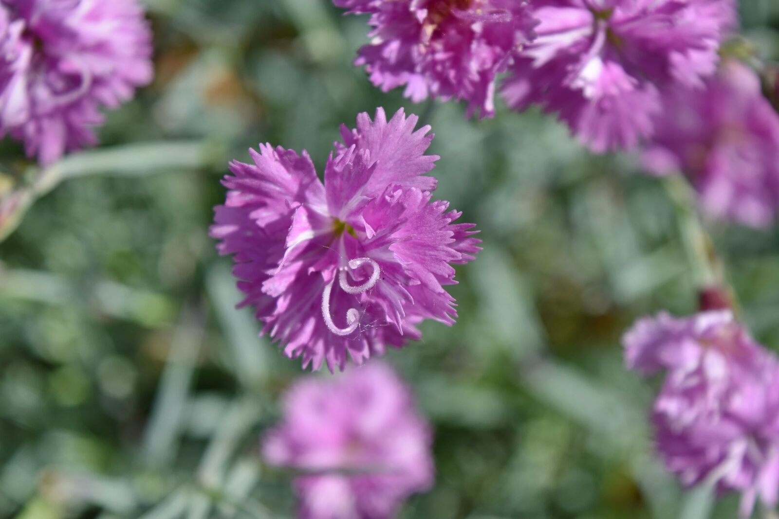 Nikon D5500 sample photo. Carnation, pink, pistil, garden photography