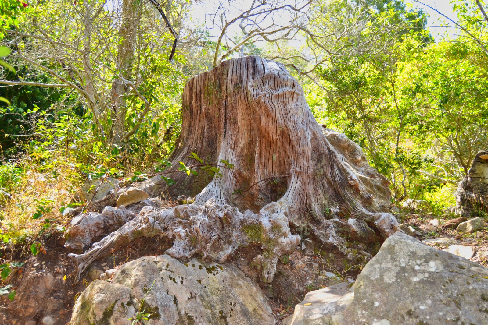 Nikon D3100 sample photo. Tree, stump, forest photography