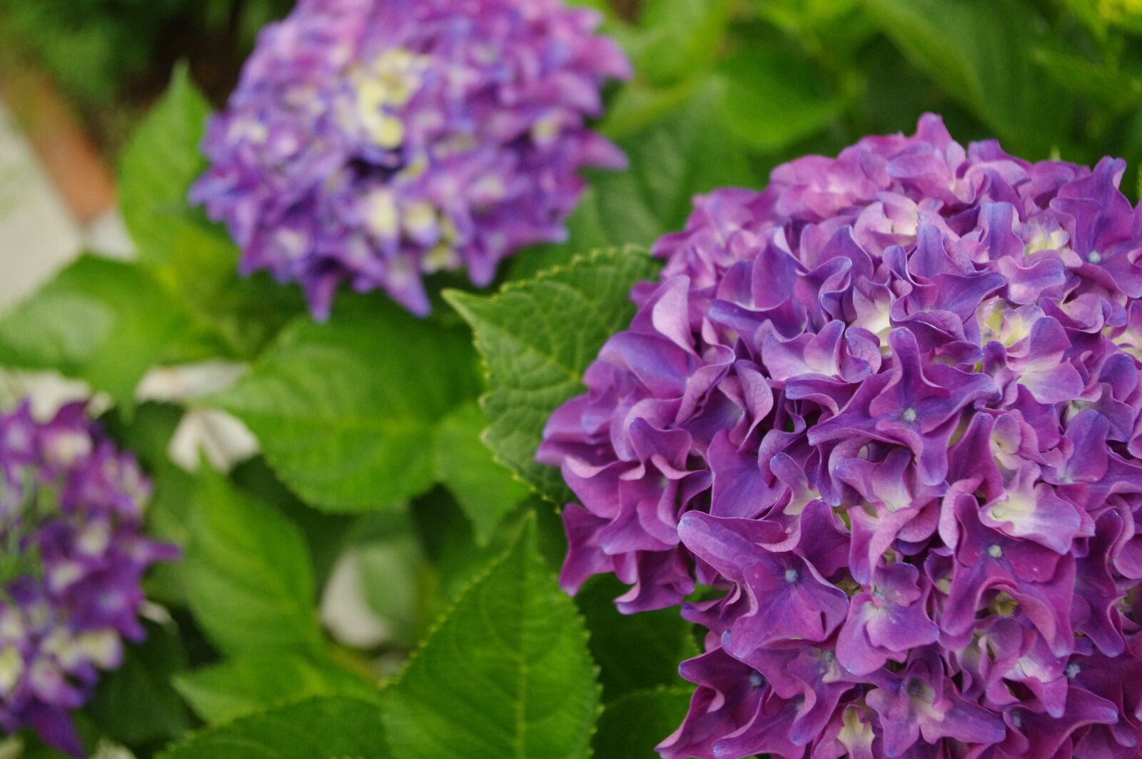 Pentax K-r sample photo. Hydrangea, flowers, bloom photography