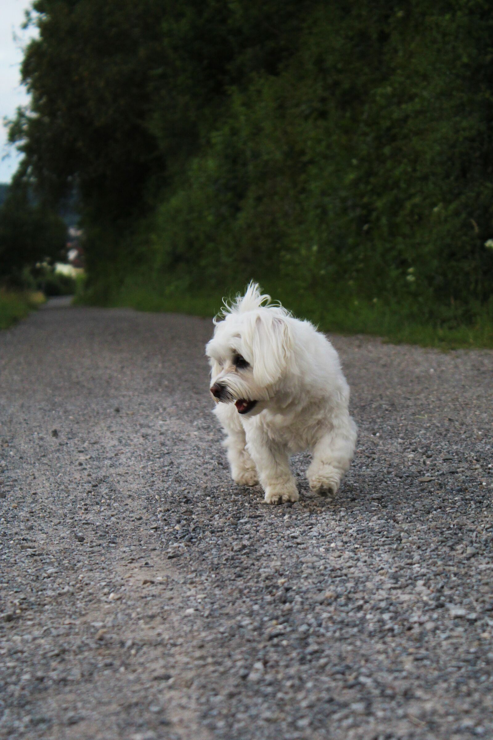 Canon EOS 1300D (EOS Rebel T6 / EOS Kiss X80) sample photo. Dog, walk, animal photography