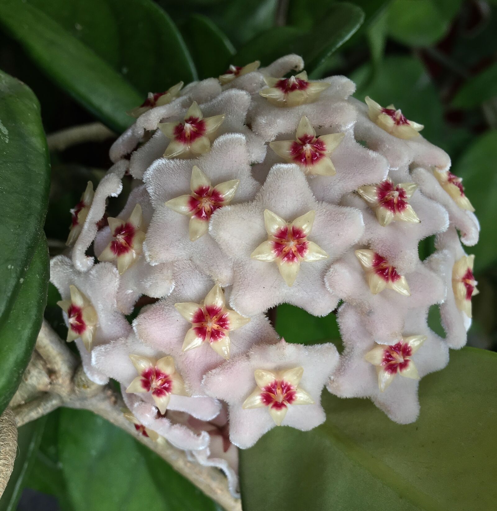 Apple iPhone 6s Plus sample photo. Flower mother-of-pearl, white flower photography