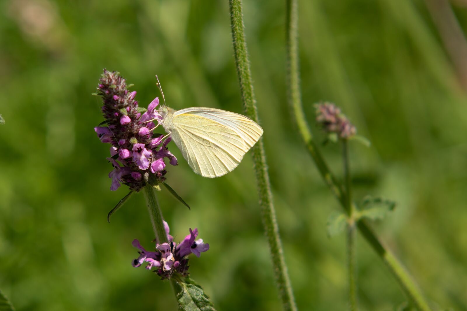 Canon EOS 7D Mark II sample photo. Butterfly, white ling, blossom photography