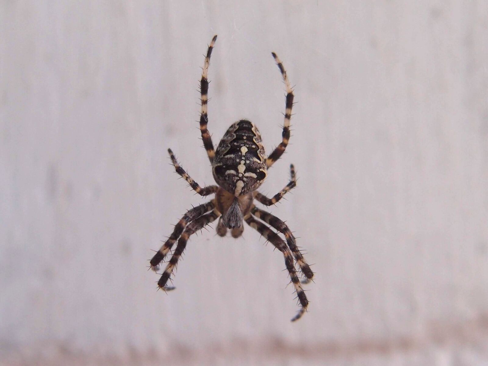 Olympus XZ-1 sample photo. Spider, summer, dacha photography