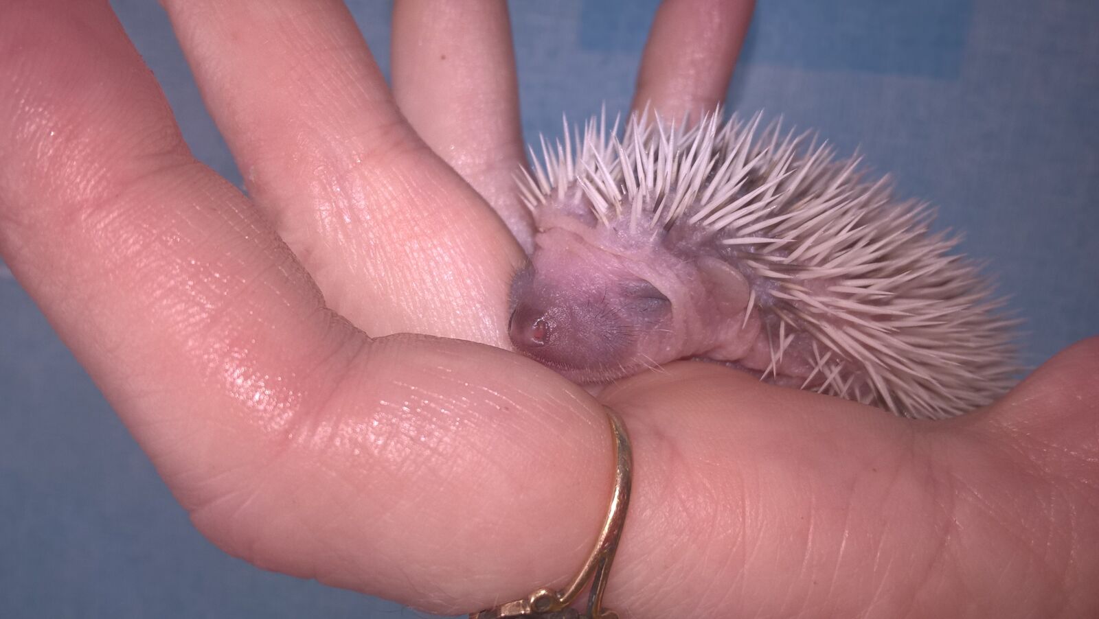 Microsoft Lumia 640 LTE sample photo. Hedgehog, animal, child photography