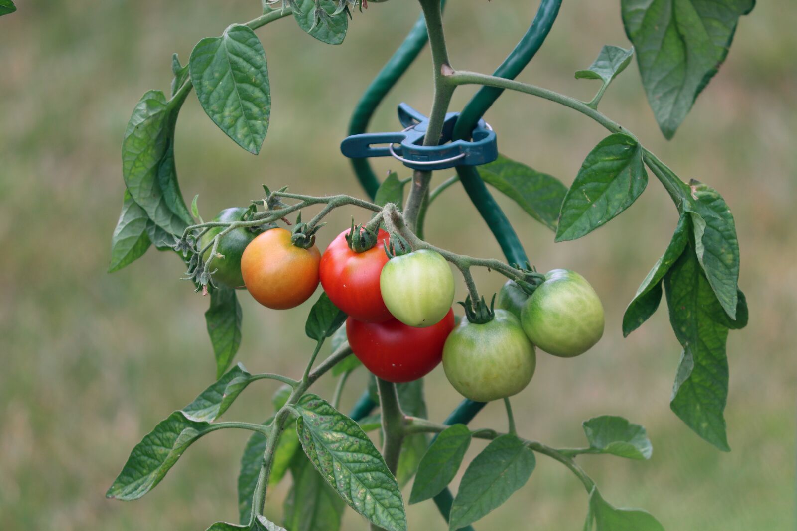 Canon EOS 200D (EOS Rebel SL2 / EOS Kiss X9) sample photo. Tomatoes, fruits, bush tomatoes photography