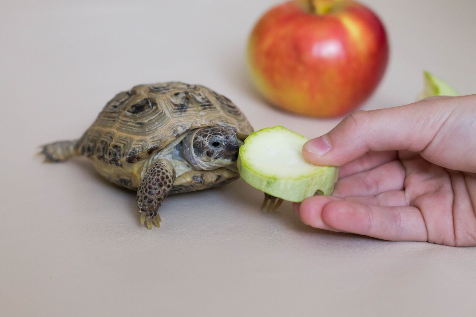 Canon EOS 1100D (EOS Rebel T3 / EOS Kiss X50) sample photo. Tortoise, fruit, vegetables photography