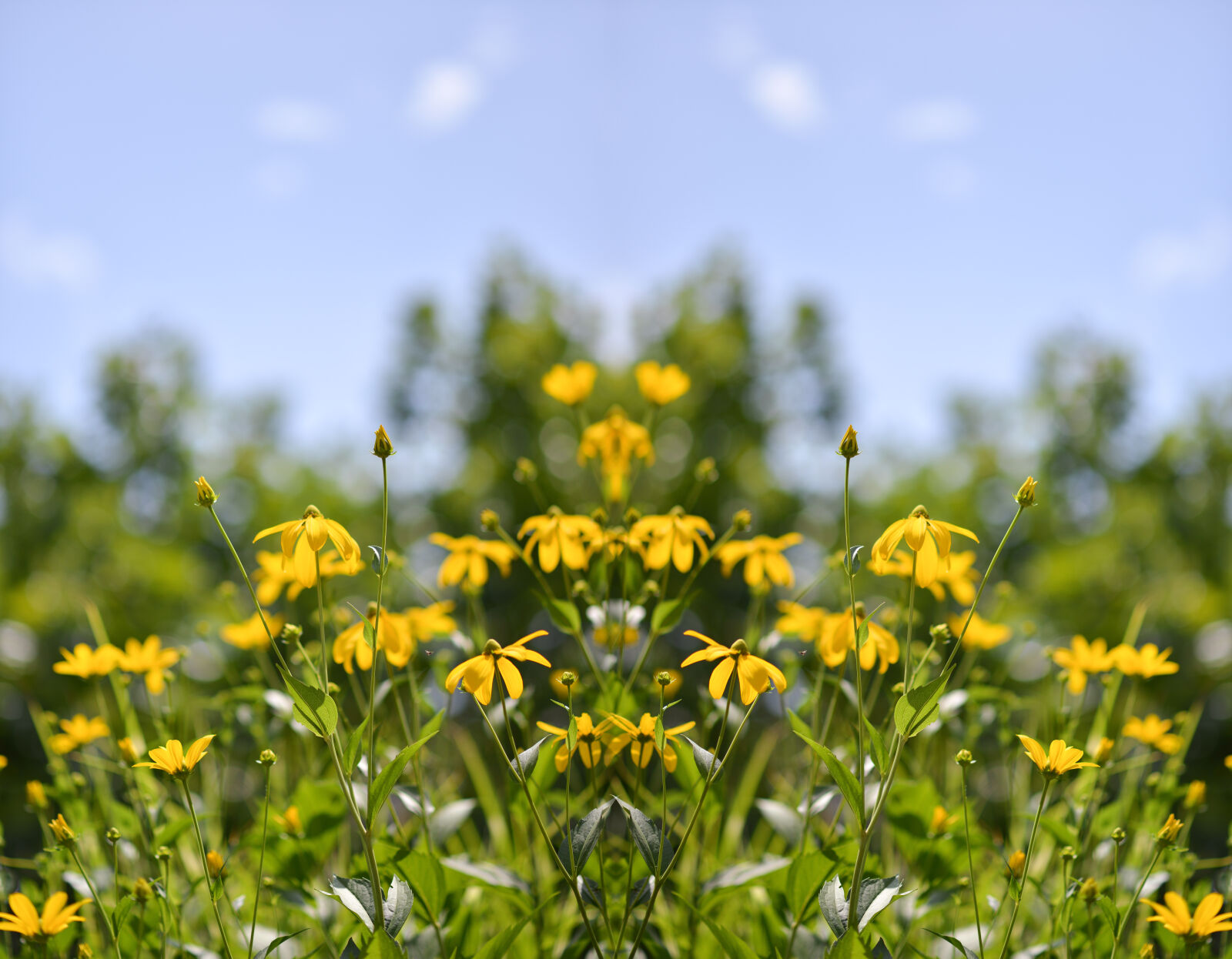 Nikon AF-S Nikkor 85mm F1.8G sample photo. Nature, flowers, summer, garden photography