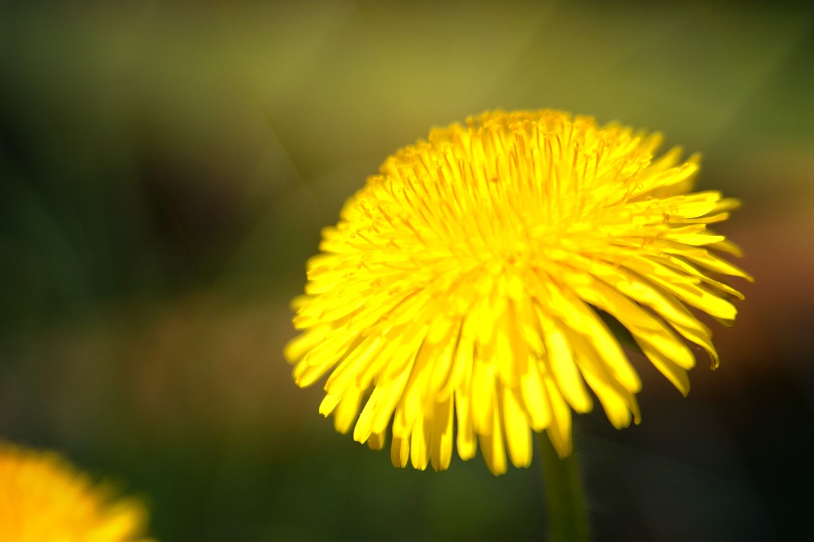 Sony Alpha a5000 (ILCE 5000) + Sony DT 50mm F1.8 SAM sample photo. Nature, dandelion, plant photography