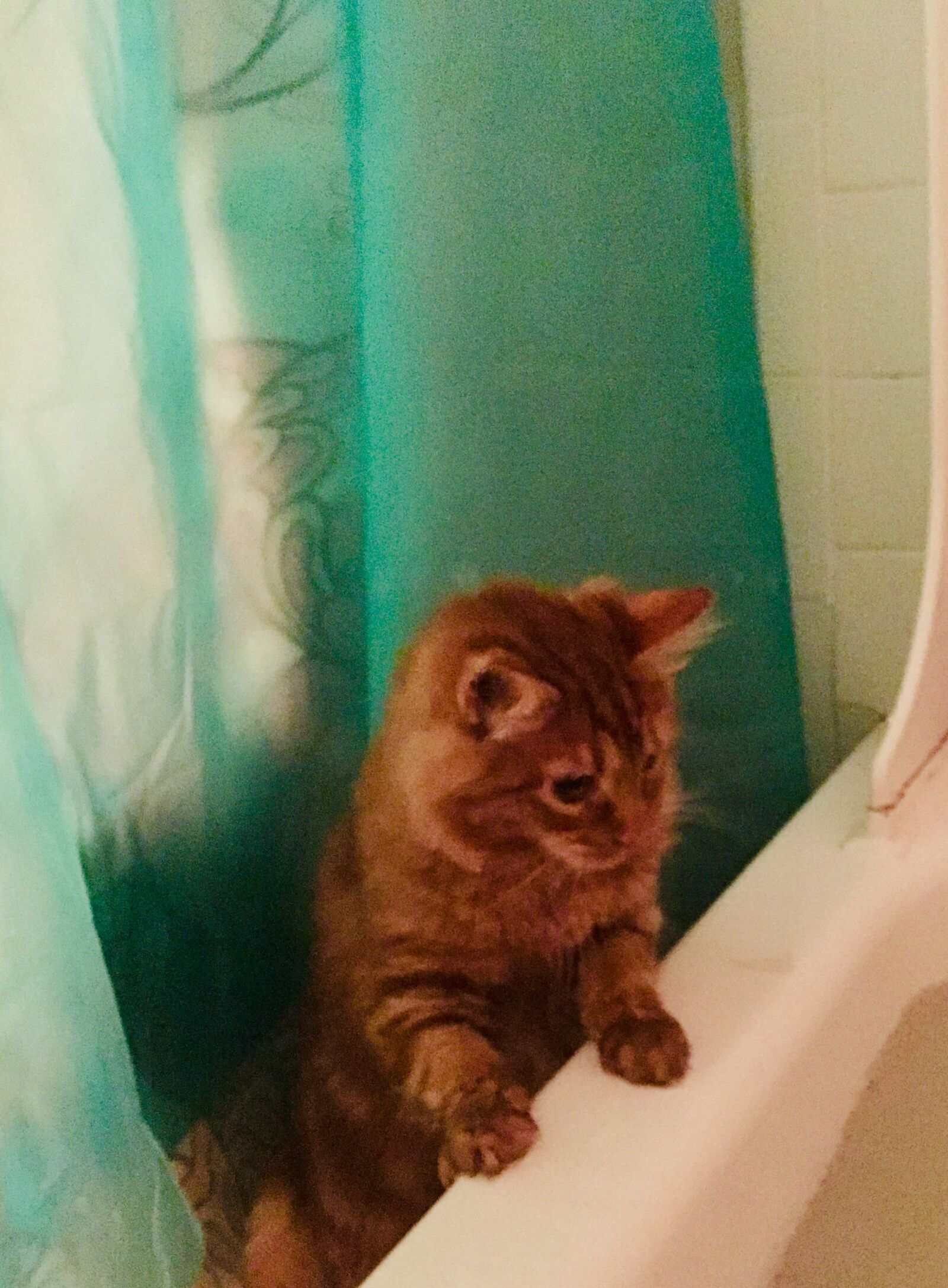 iPhone 6s Plus back camera 4.15mm f/2.2 sample photo. Cat, kitten, cute photography